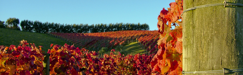 Colourful vineyards Colourful vineyards